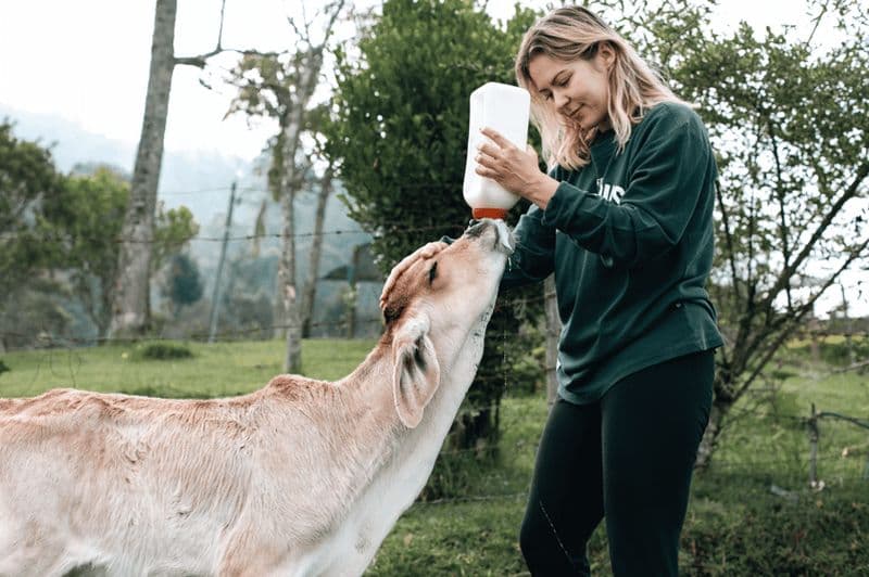 Depuis Medellín : balade à cheval dans une finca centenaire et plus encore