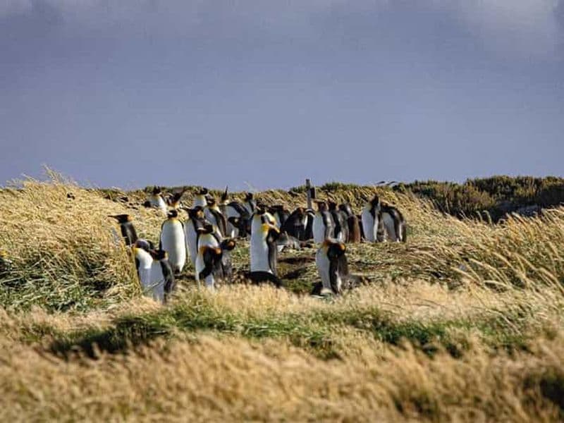 Punta Arenas : Journée entière en Terre de Feu et manchots royaux