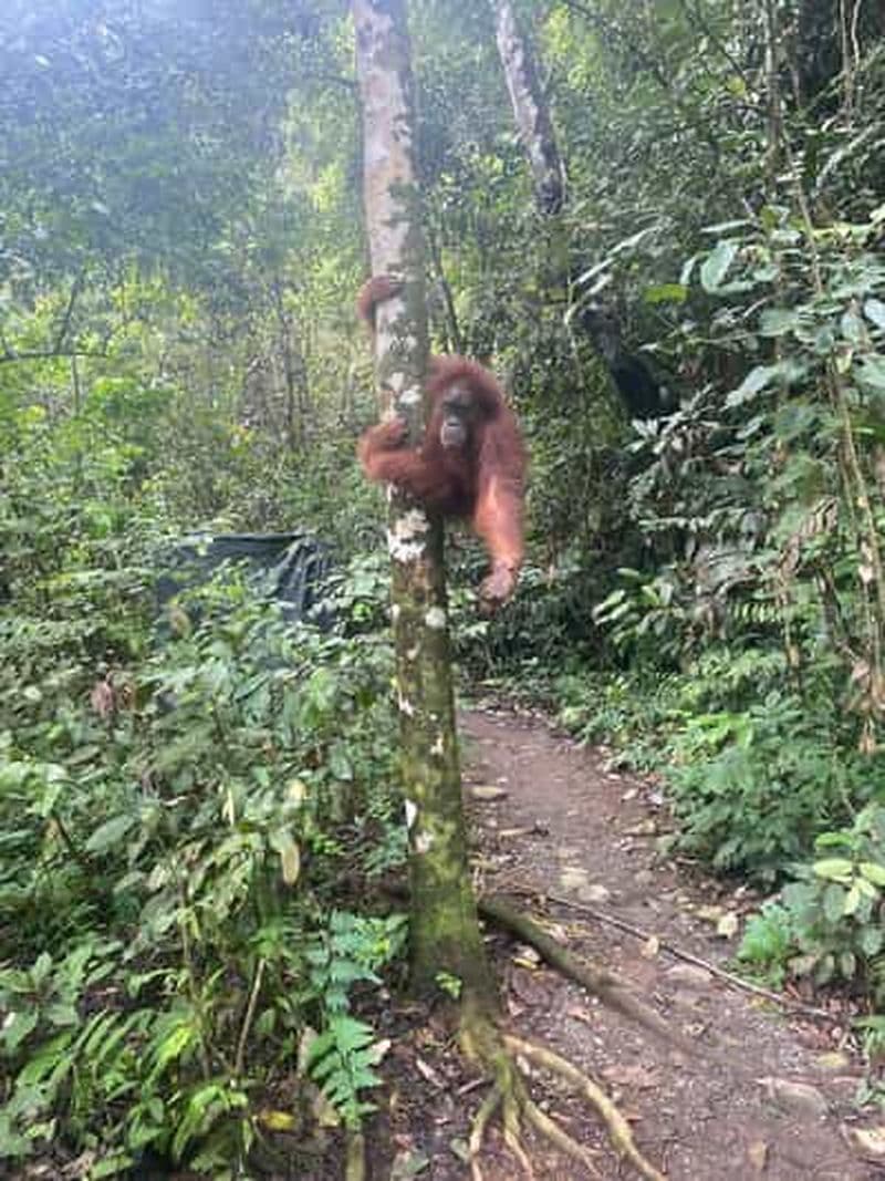 Bukitlawang Orangutan : 3 jours de randonnée en groupe dans la jungle