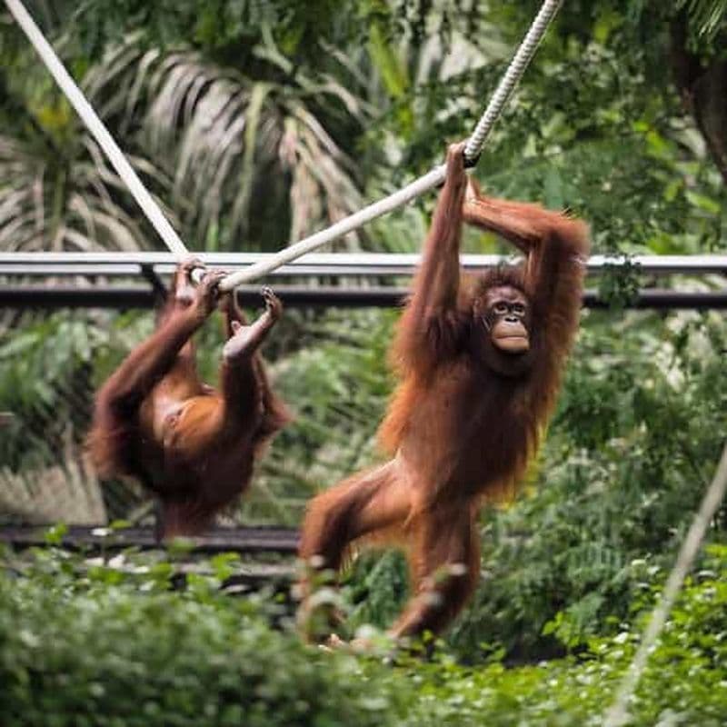 Bali Zoo : petit-déjeuner guidé avec observation des orangs-outans