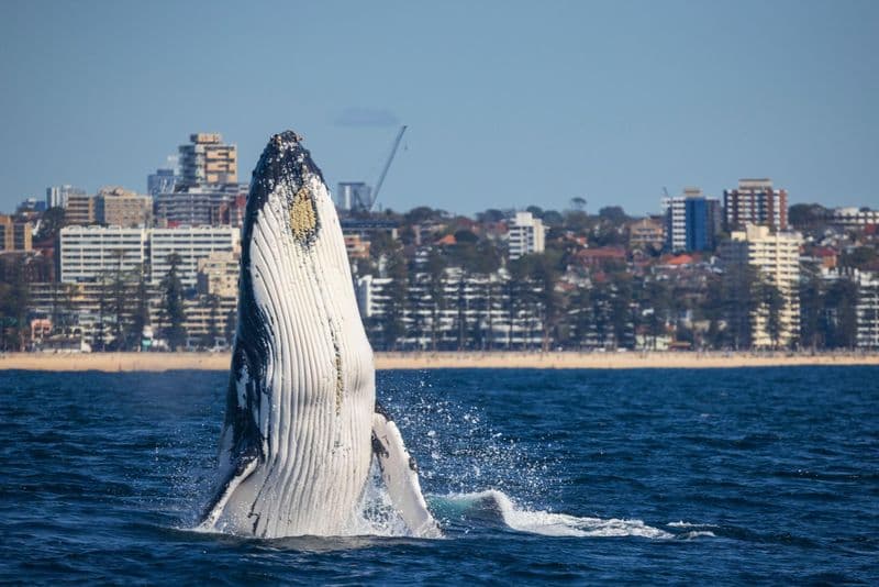 Observation des baleines à Sydney