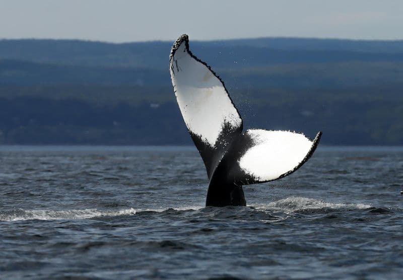 Observation des baleines à Tadoussac