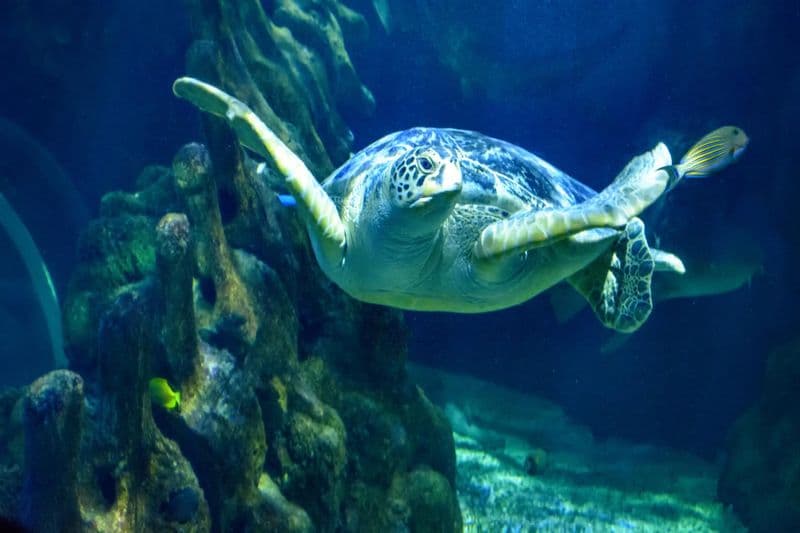 Aquarium de Benalmádena