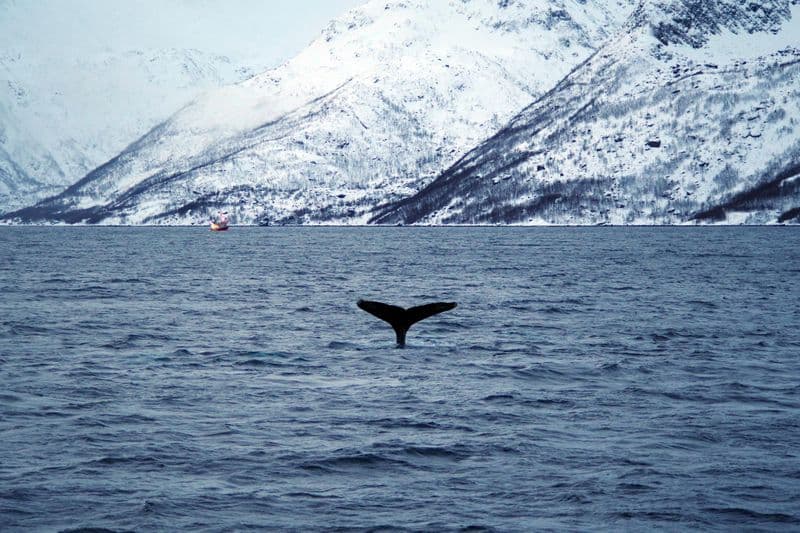 Observation des baleines à Alta