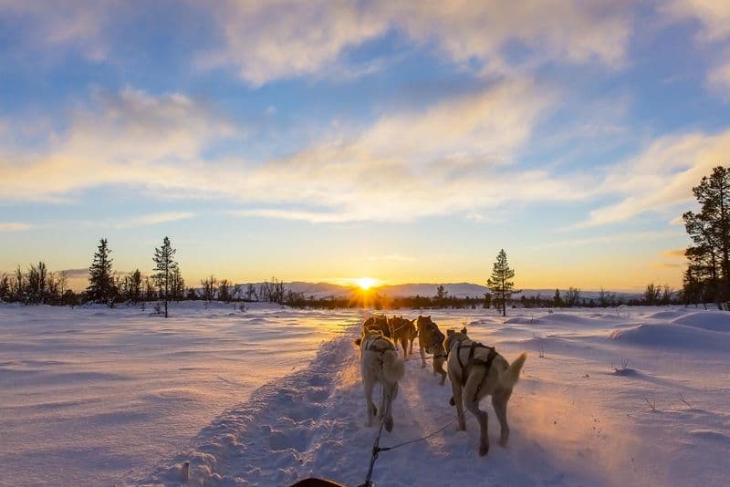 Balade en chiens de traîneau à Trondheim