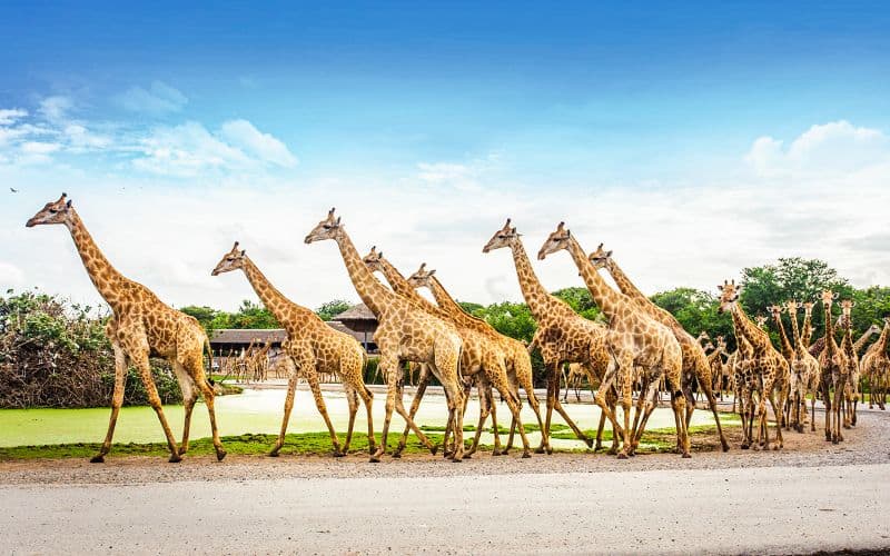 Billet Billets pour Safari World avec transferts