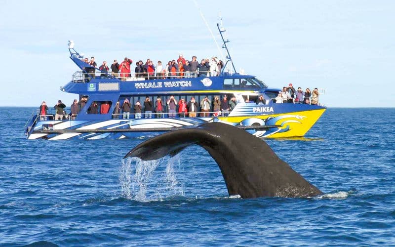 Depuis Christchurch : Journée d'observation des baleines à Kaikoura avec navettes aller-retour