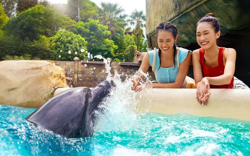 Billets pour la rencontre avec les dauphins avec accès au S.E.A. Aquarium ou à Adventure Cove