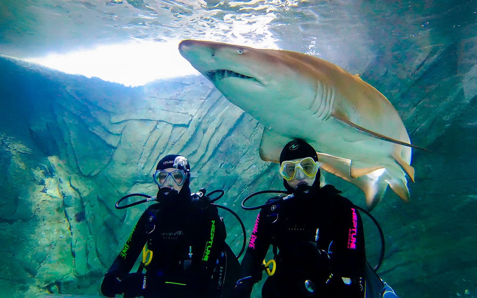 Billets pour Shark Dive Xtreme à l'aquarium SEA LIFE Sydney
