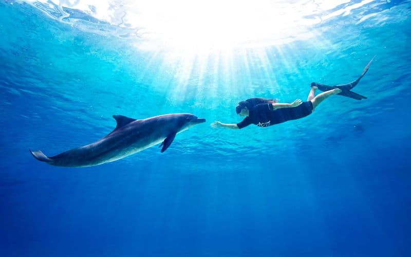 Billets pour l'île aux dauphins avec accès à l'aquarium S.E.A. ou à Adventure Cove
