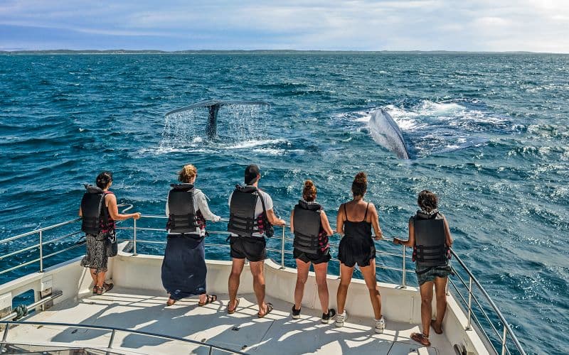 Au départ de Christchurch : Kaikoura Visite en petit groupe d'observation des baleines avec déjeuner.