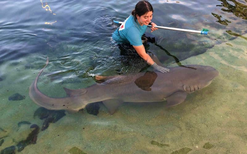 Billets pour la rencontre avec le requin taupe d'Irukandji