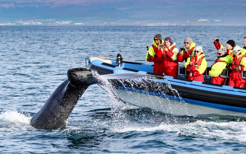 À partir de Husavik : Observation des baleines en bateau rapide RIB