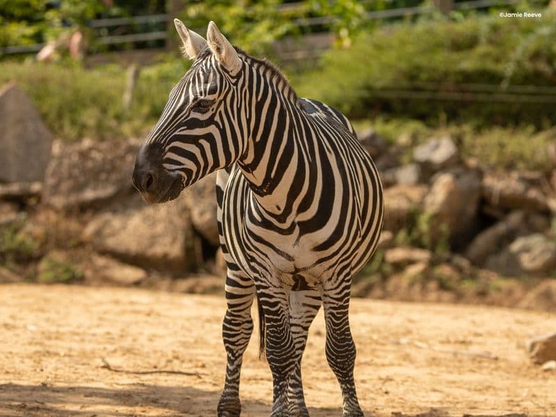 Billet Billets pour le zoo de Colchester