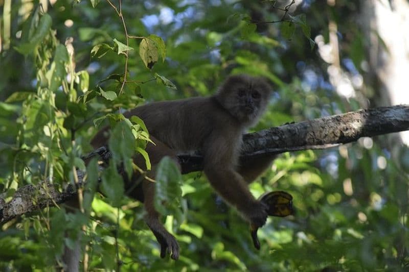 Billet Circuit d'aventure en kayak, ponts suspendus et tyrolienne sur l'Île des Singes à Puerto Maldonado