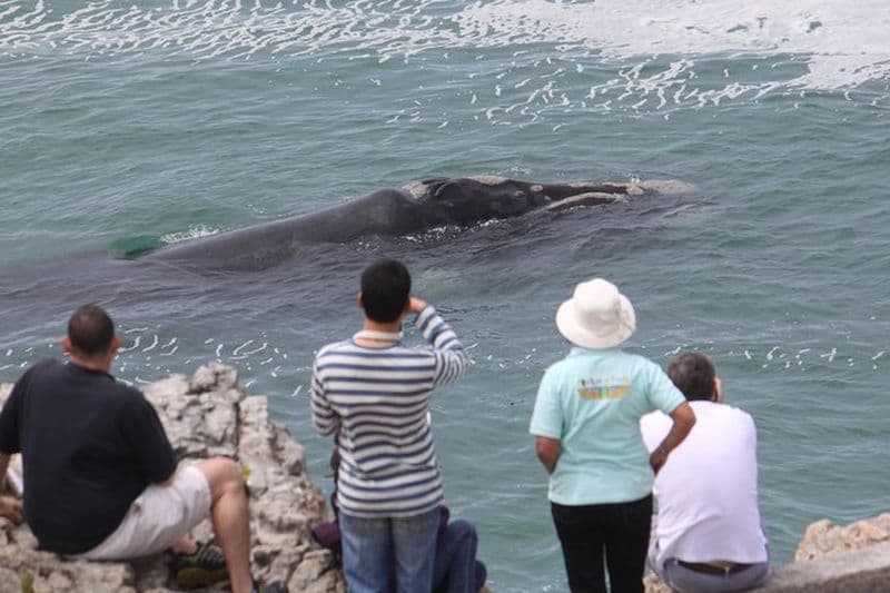Excursion privée d'observation des baleines depuis la terre à Hermanus
