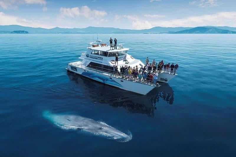 Croisière d'observation de dauphins et baleines à Auckland