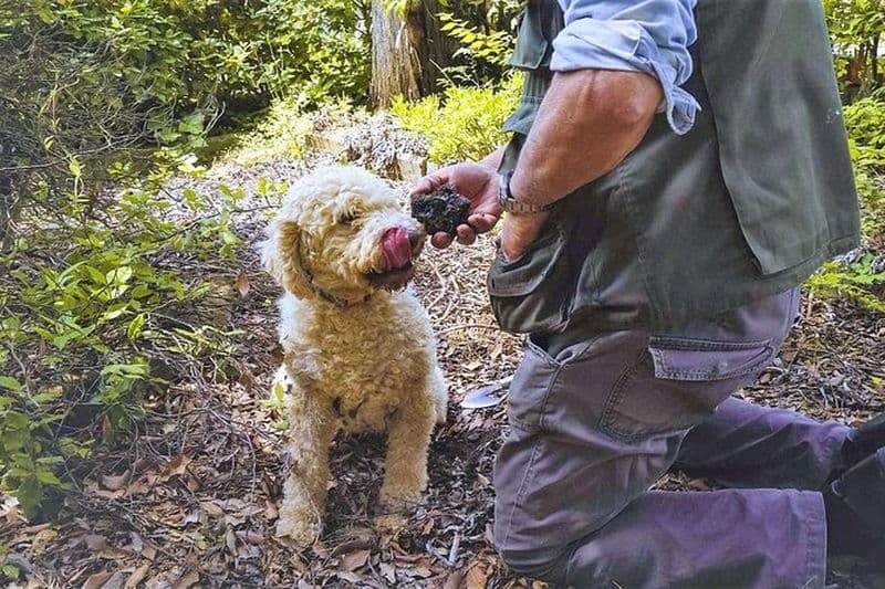 Billet Chasse aux truffes à Montepulciano
