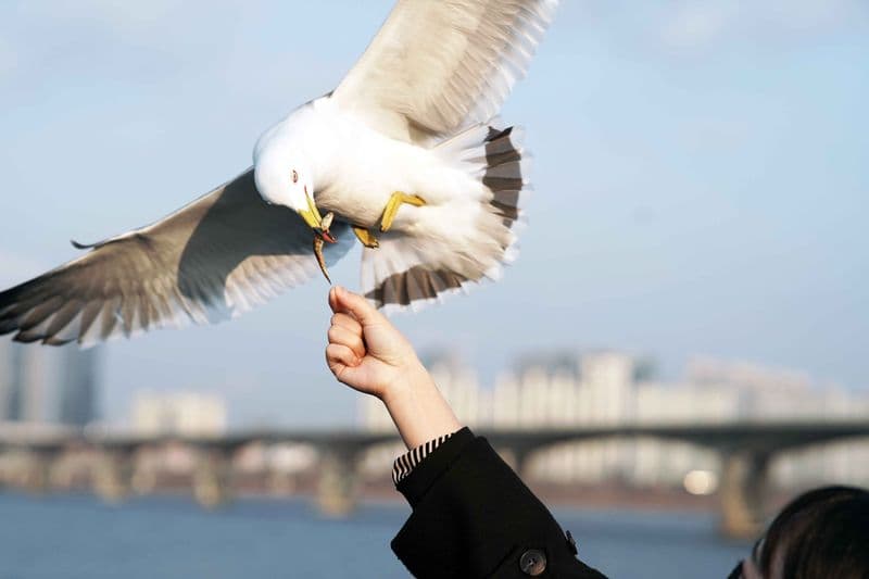 Croisière touristique sur le fleuve Hangang à Séoul