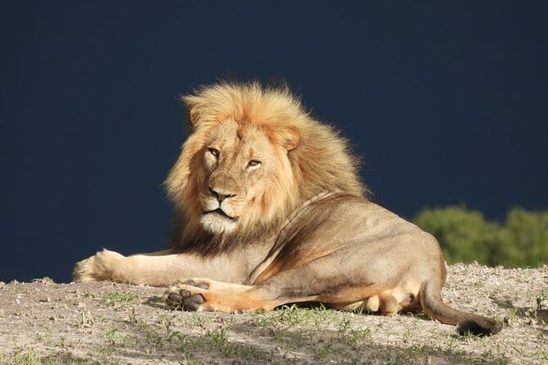 Excursion au Parc National de Chobe depuis les Chutes Victoria