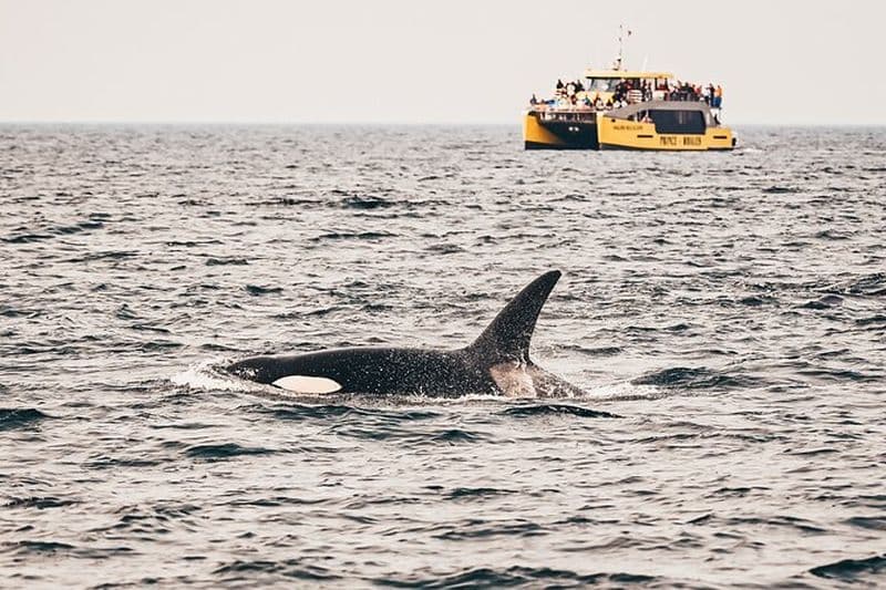 Croisière d'observation des baleines à Victoria