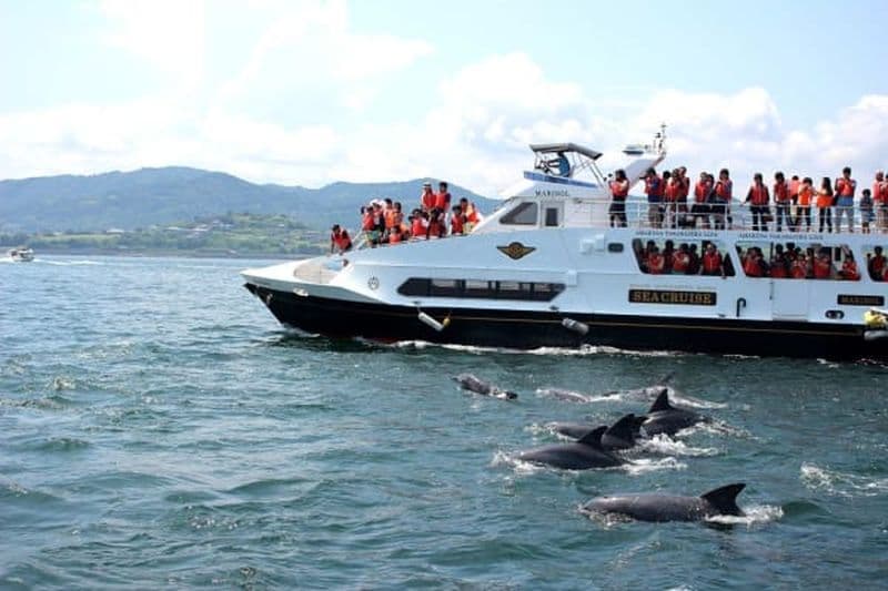 Billet Croisière en mer d’observation des dauphins à Amakusa