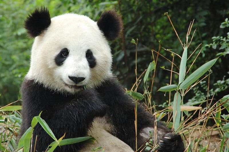 Billet Excursion privée au ZooParc de Beauval depuis Paris