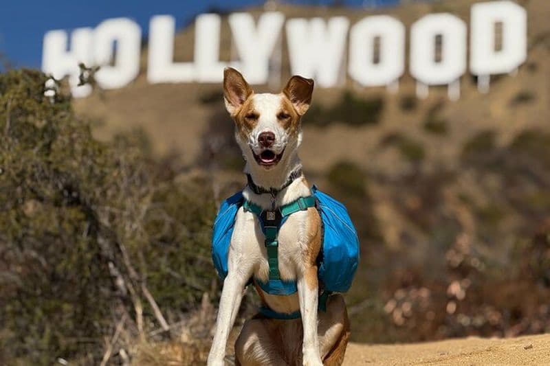 Billet Montée au panneau Hollywood