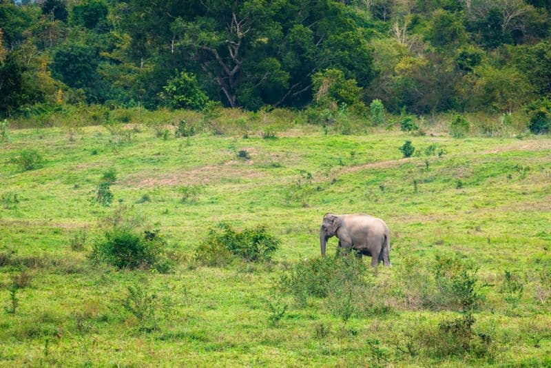 Visite des temples avec safari à dos d'éléphant à Kui Buri, en Thaïlande
