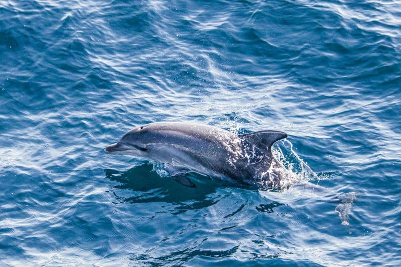 Excursion de plongée en apnée dans le parc marin de Moreton Bay avec transfert depuis Brisbane