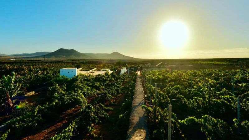 Dégustation de vins en fmatinille au domaine viticole de Conatvs à Fuerteventura