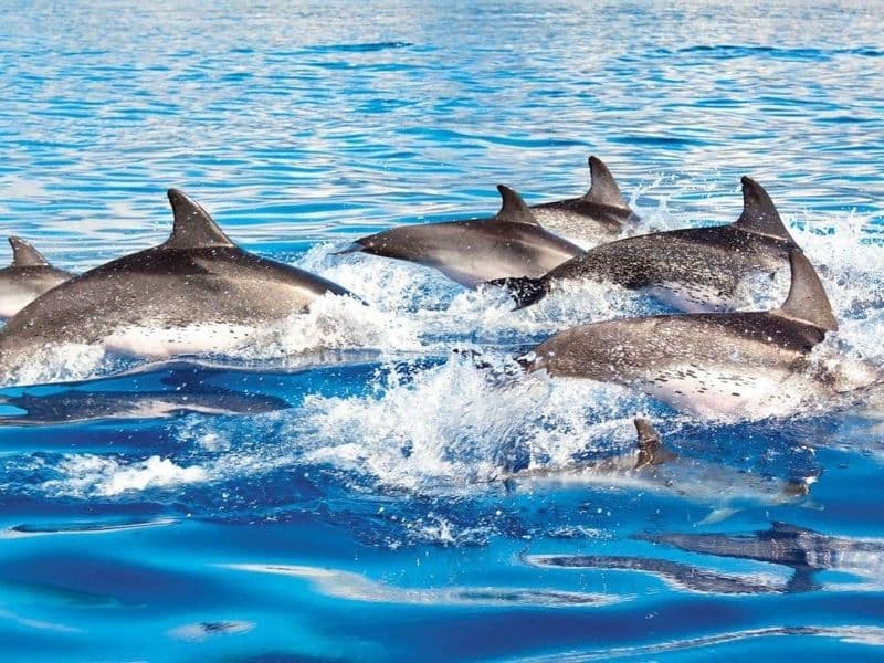 L'expérience du dresseur de dauphins Delphinus Xelha
