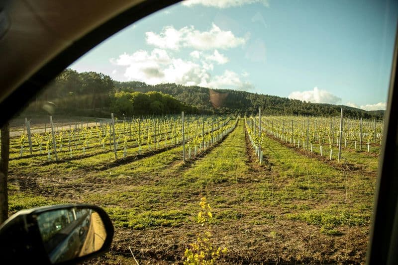 Billet Visite des vignobles et des vins d'Albarino avec dégustation