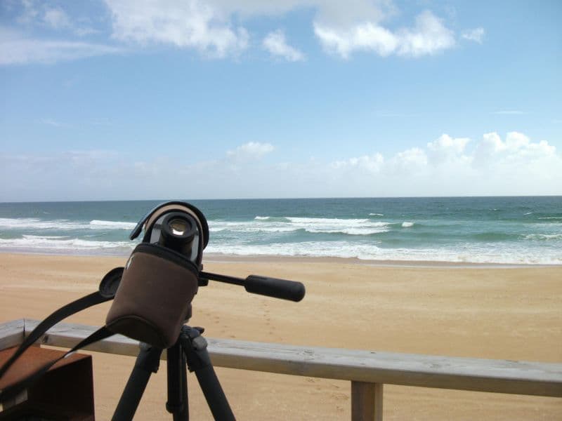 Excursion d'observation des oiseaux dans les dunes d'Alvor
