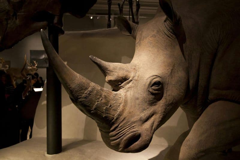 Visite audioguidée intégrée au Musée national d'Écosse