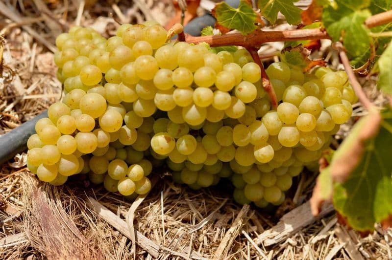 Fuerteventura : dégustation de vins privée et guidée au domaine viticole Conatvs