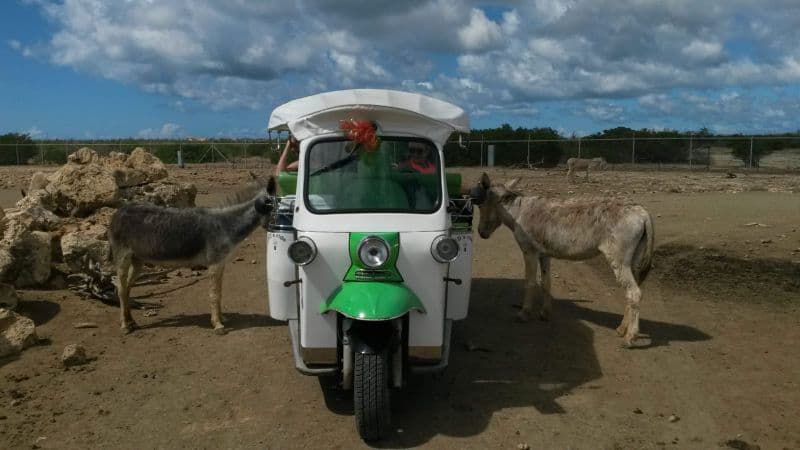Visite du sanctuaire des ânes en tuk-tuk