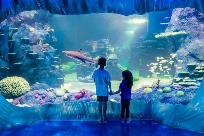 Billets pour l'aquarium Sea Life de Sydney