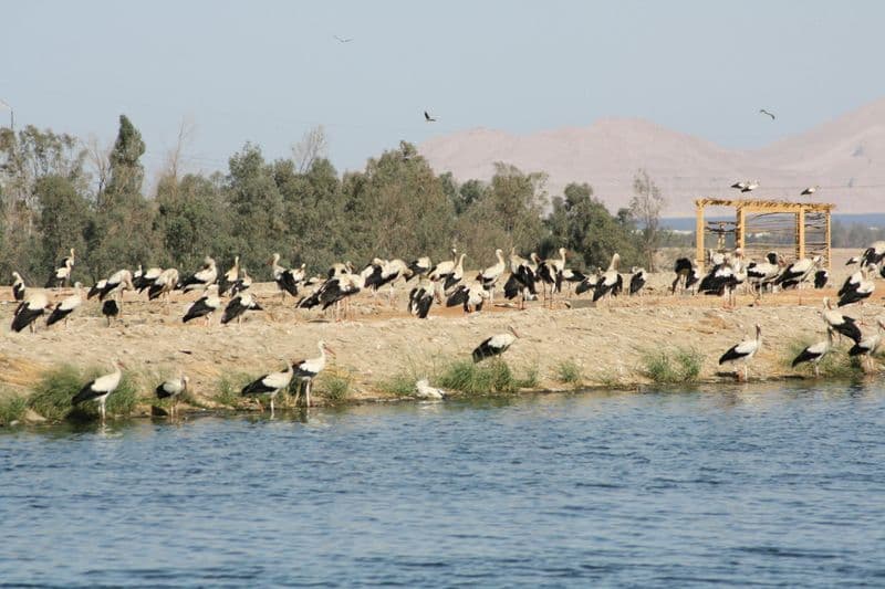 Observation des oiseaux avec expérience en buggy de sable à Sharm