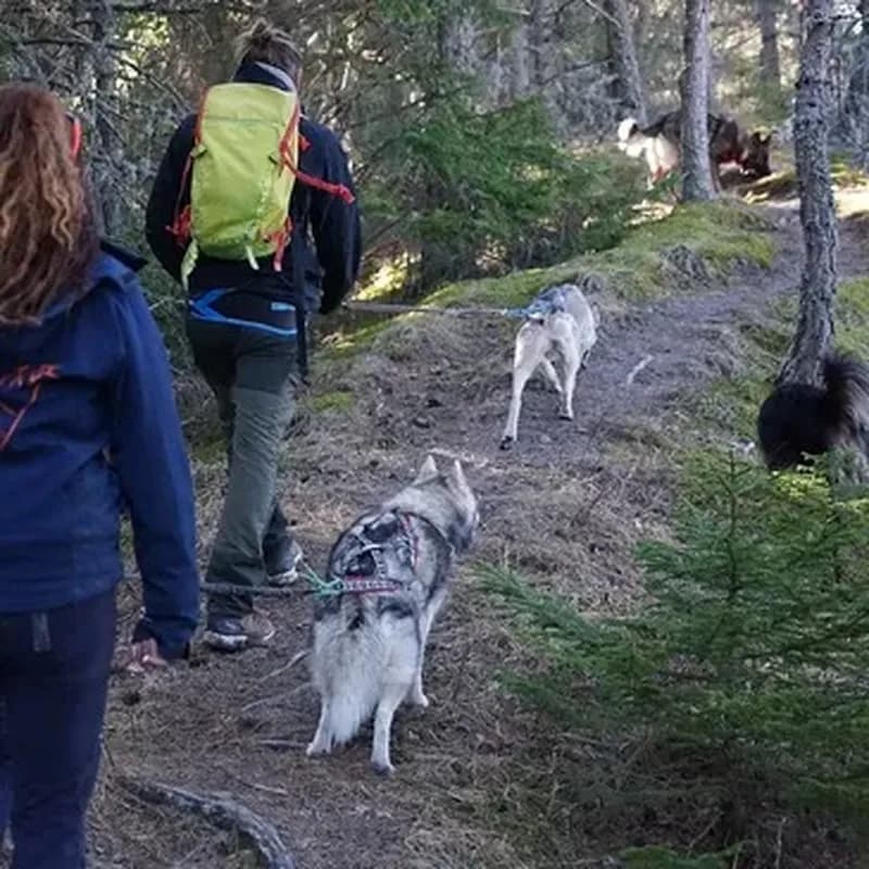 Billet Balade en Cani-Rando près de Digne-les-Bains