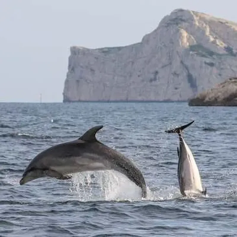 Billet Sortie en Mer à la rencontre des Dauphins à Sanary-sur-Mer