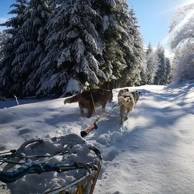 Billet Balade en Chiens de Traîneau dans le Vercors à Autrans