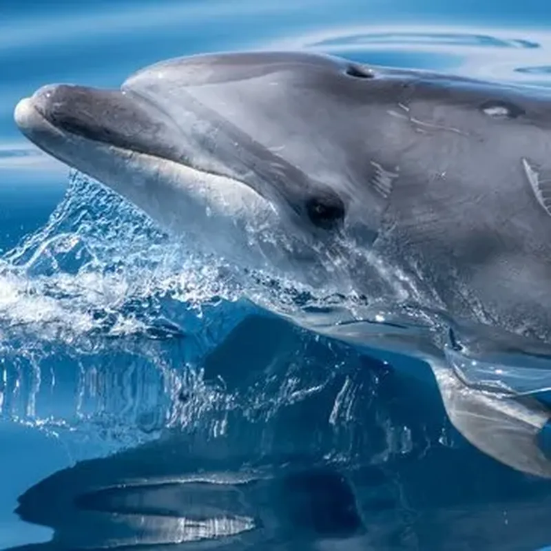 Sortie en Mer à la rencontre des Dauphins à Arzon