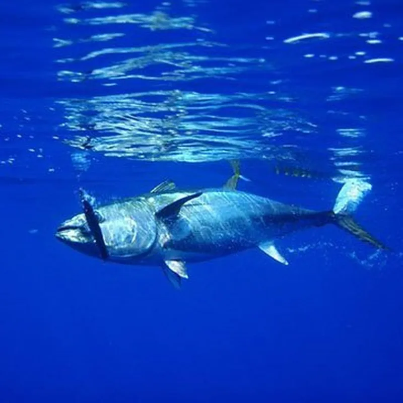 Pêche au Gros en Atlantique à Capbreton