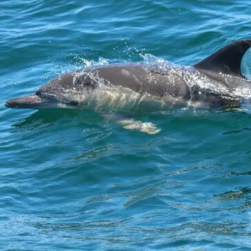 Sortie en Mer à la rencontre des Dauphins à Lorient