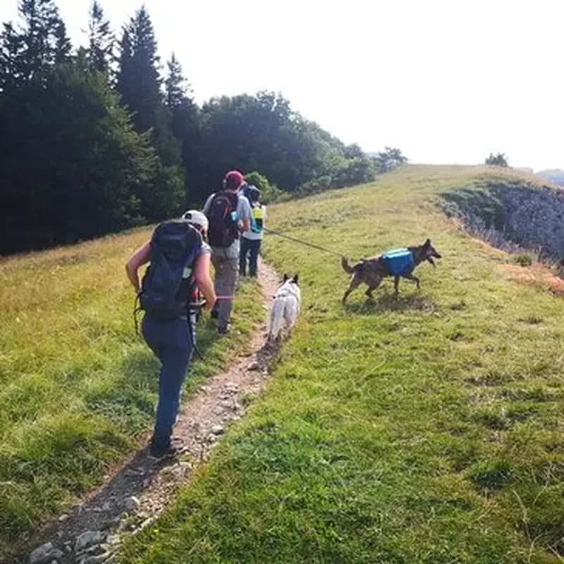 Balade en Cani-Rando dans le Vercors à Autrans