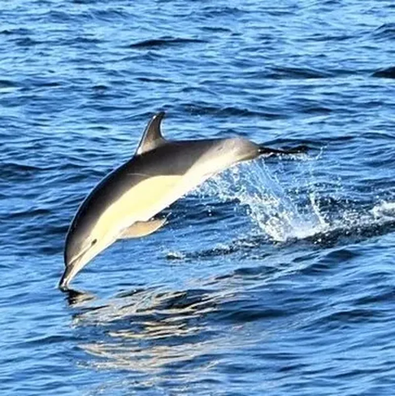 Sortie en Mer à la Rencontre des Dauphins à Biarritz