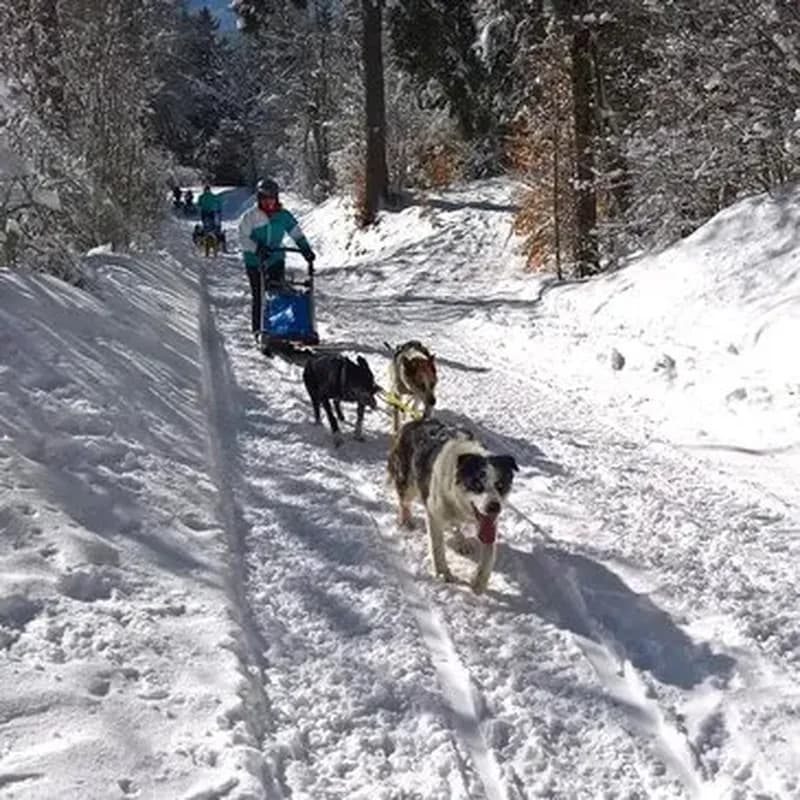 Billet Conduite d'un Attelage de Chiens de Traîneau à Lans-en-Vercors