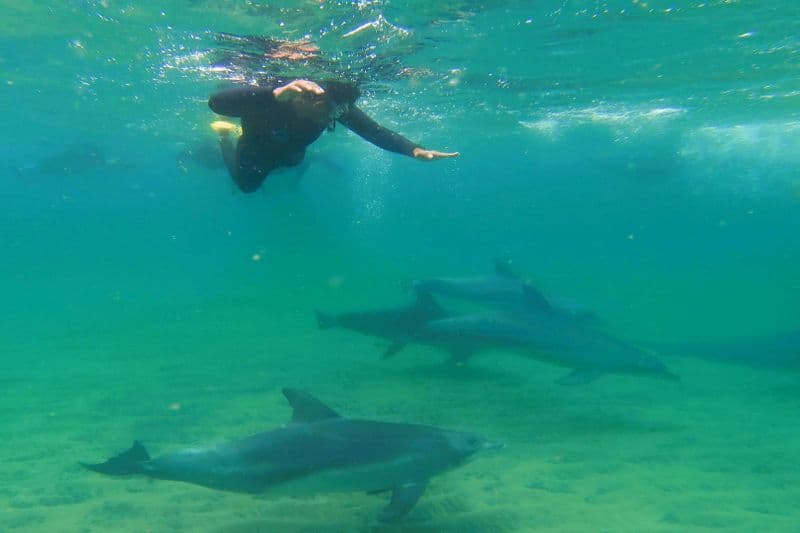 Centre de découverte des dauphins de Bunbury : Nager avec les dauphins