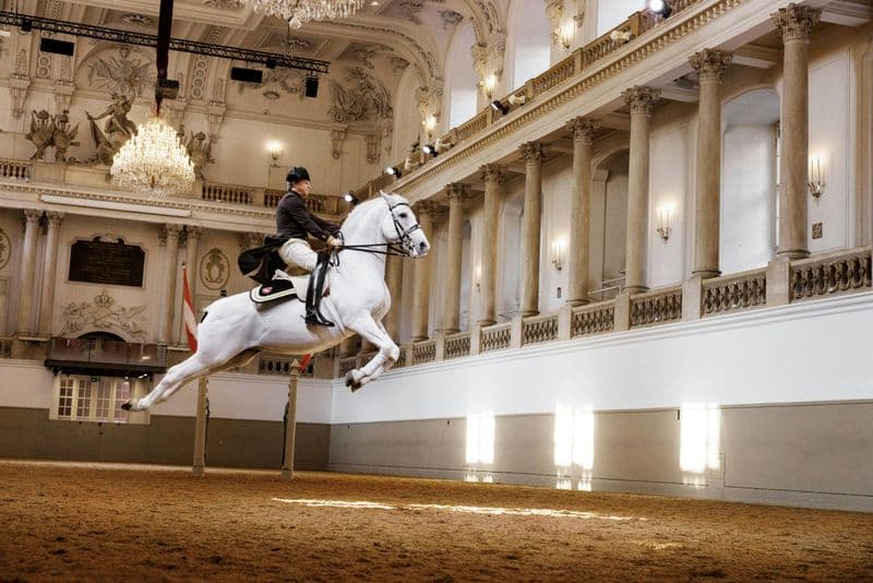 Le Lipizzan se produit à l'école d'équitation espagnole